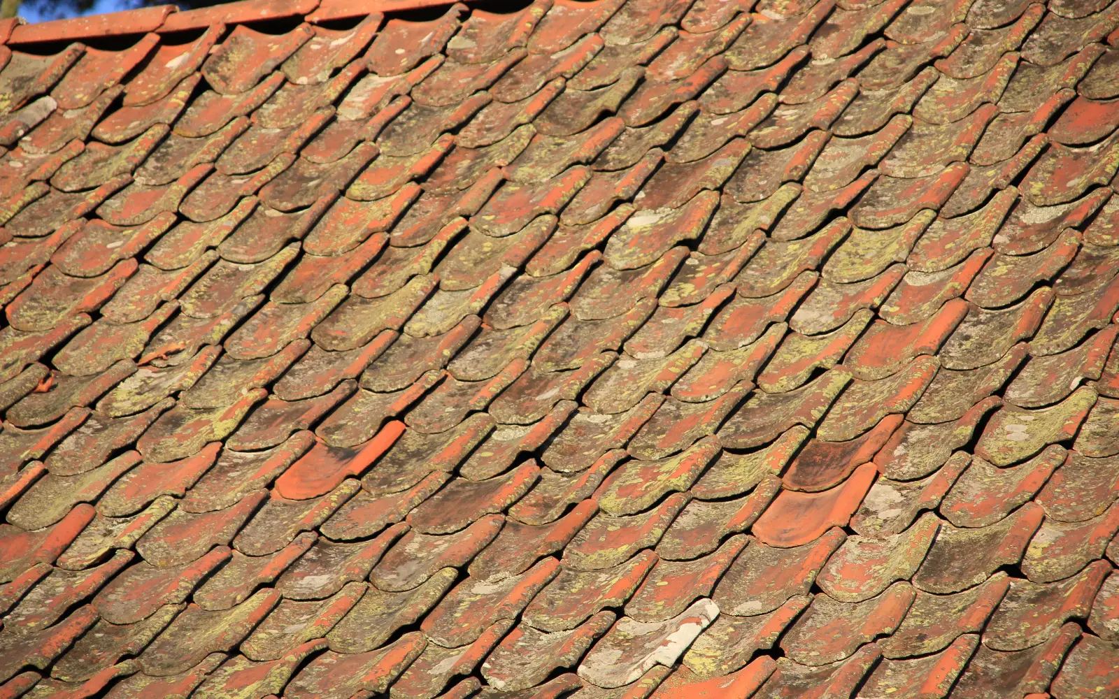 Lichen and moss growing across a tiled roof, the tiles almost hidden under it.